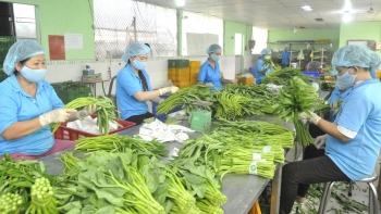 Trung Quốc vẫn là thị trường chính nhập khẩu rau quả Việt Nam