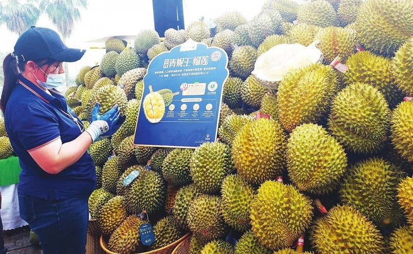 Là quốc gia tiêu thụ sầu riêng lớn nhất thế giới nên trung Quốc luôn đeo đuổi tham vọng trồng sầu riêng.