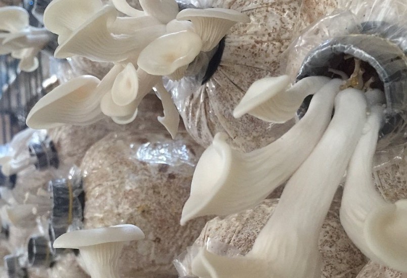 nấm bào ngư là loại thực phẩm sạch, giàu chất xơ và đạm nên được nhiều người ưa chuộng.