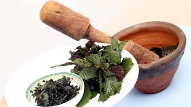 Cách trị nám bằng lá tía tô chị em nào cũng mê