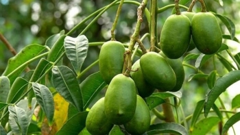 Trồng loại trái cây chị em thèm "chảy nước miếng" lại là giống ngoại nhìn đâu cũng thấy quả