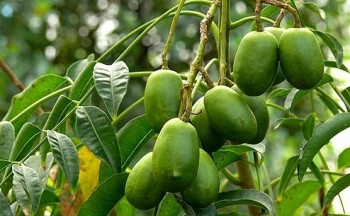 Trồng loại trái cây chị em thèm "chảy nước miếng" lại là giống ngoại nhìn đâu cũng thấy quả