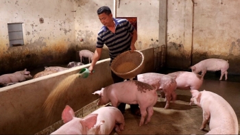 Giá heo hơi hôm nay 04/8: Thị trường lặng sóng, doanh nghiệp nâng giá mở đầu chuỗi tăng giá heo mới