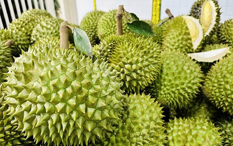 Xuất khẩu sầu riêng khởi sắc nhưng lộ ra những hạn chế khi chạy theo sản lượng. Xuất khẩu sầu riêng khởi sắc nhưng lộ ra những hạn chế khi chạy theo sản lượng.