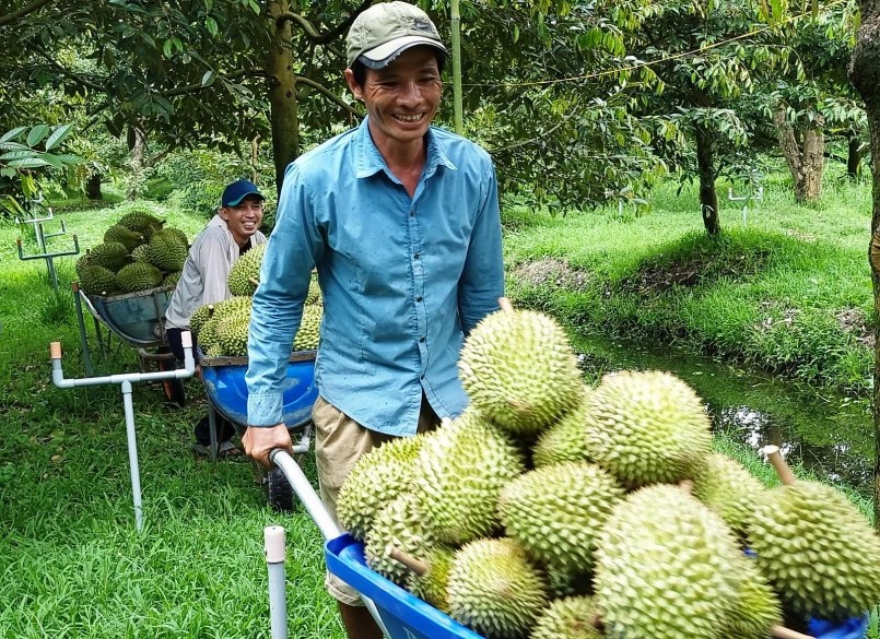 Xuất khẩu sầu riêng tăng vọt, nhà vườn phấn khởi nhưng doanh nghiệp thu mua lại lo lắng. Xuất khẩu sầu riêng tăng vọt, nhà vườn phấn khởi nhưng doanh nghiệp thu mua lại lo lắng.