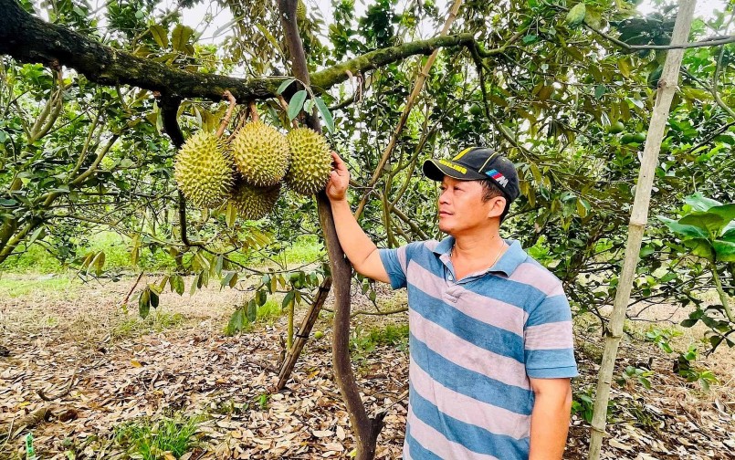 Sầu riêng Việt cần chú trọng chất lượng và kiểm soát nguồn cung để phát triển bền vững. Sầu riêng Việt cần chú trọng chất lượng và kiểm soát nguồn cung để phát triển bền vững.