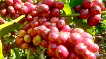 Giá nông sản hôm nay 04/8: Cà phê giảm đồng loạt, hồ tiêu tăng tốc lập đỉnh 72.500 đồng/kg