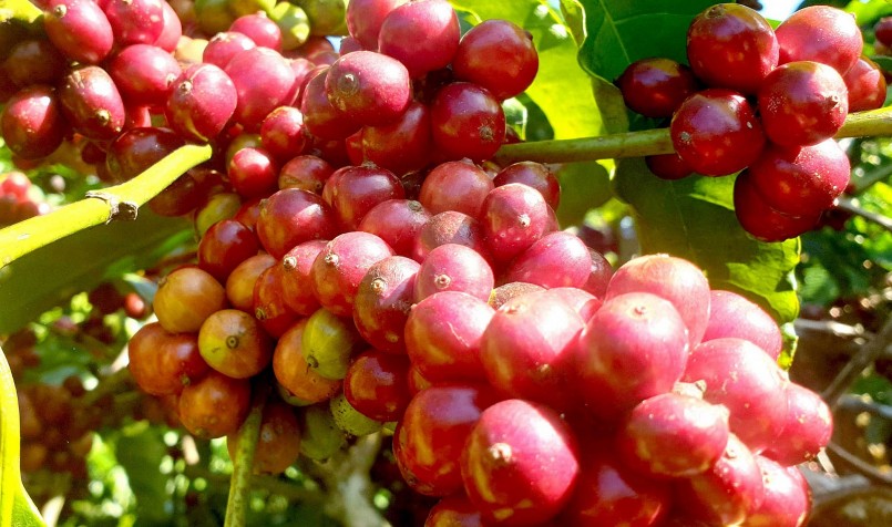 Giá nông sản hôm nay (04/8), giá cà phê sàn kỳ hạn quay đầu giảm đồng loạt. Giá nông sản hôm nay (04/8), giá cà phê sàn kỳ hạn quay đầu giảm đồng loạt.