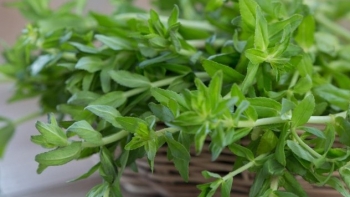 Rau om là rau gì mà có mặt trong nhiều bài thuốc Đông y?