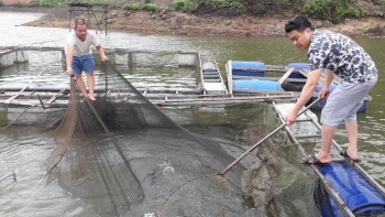 Bảo tồn phát triển giống cá lăng đặc sản tạo sinh kế cho người dân vùng khó khăn