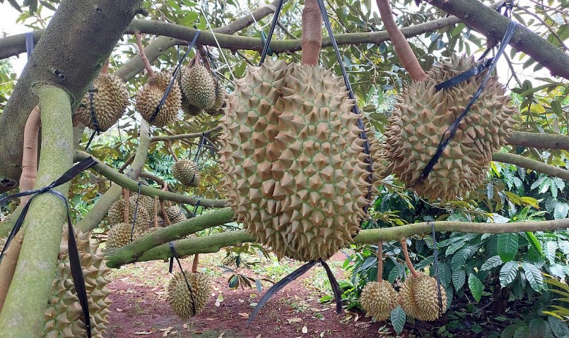 Nhiều trường hợp hủy cọc với doanh nghiệp trước khi được người sau trả giá cao hơn.