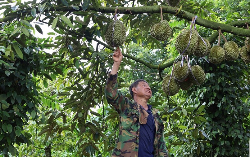 Vườn sầu riêng của ông Nguyễn Đình Kế (phường Đoàn Kết, TX. Buôn Hồ) còn khoảng một tháng nữa mới cho thu hoạch.