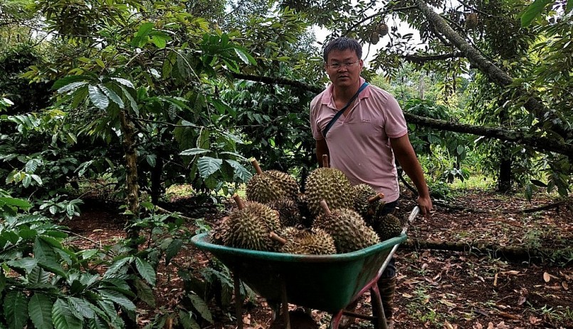 Nông dân trên địa bàn huyện Cư M\'gar thu hoạch sầu riêng đầu vụ.