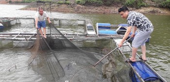 Bảo tồn phát triển giống cá lăng đặc sản tạo sinh kế cho người dân vùng khó khăn