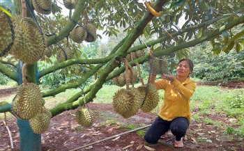 Sầu riêng thời "lướt sóng" khi 