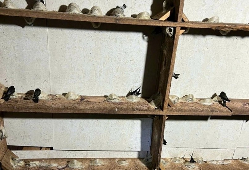 Tổ yến sào tại nhiều nhà yến sụt giảm năng suất so với trước đây.