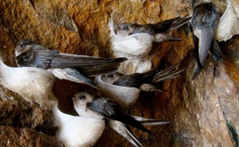 Rầm rộ nuôi chim yến giờ giá "vàng trắng" lao dốc ngổn ngang mối lo tổ yến tồn kho