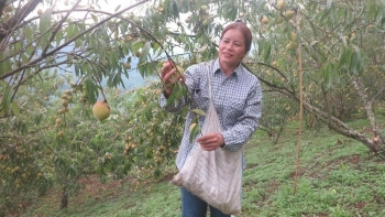 Nâng tầm giá trị cây đào Ngân Sơn
