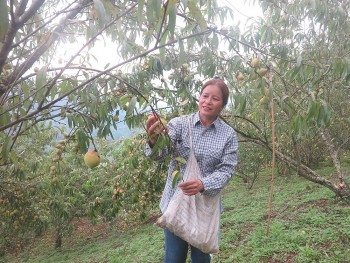 Nâng tầm giá trị cây đào Ngân Sơn