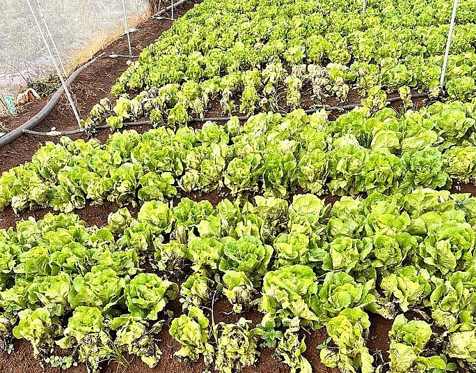 Một vườn xà lách tại tỉnh Lâm Đồng bị thiệt hại do mưa lớn. ẢNH: Vương Ngọc