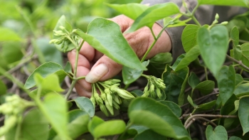 Loài hoa đẹp từ tên gọi lại cực thanh mát tuôn ra trĩu giàn hái về là thương lái mua hết ngay