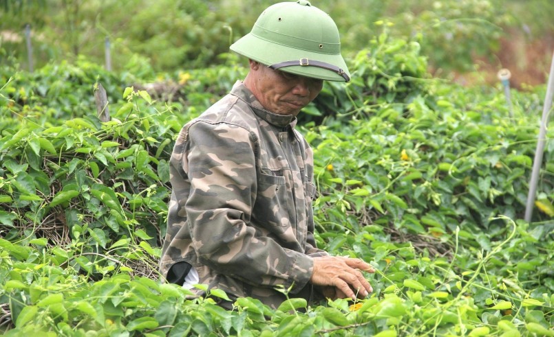 Đầu vụ đến nay, gia đình ông Hải đã cho thu hái khoảng 20 lứa, mỗi lứa khoảng 30kg, đem lại thu nhập khá cao.