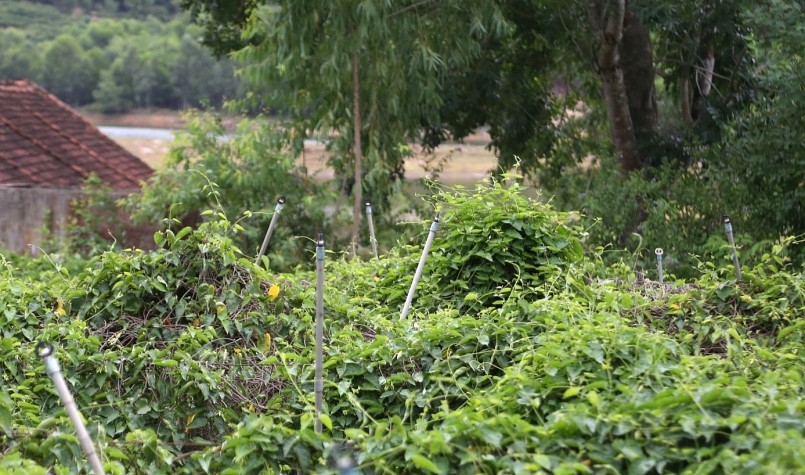 Hệ thống tưới tự động giúp cây thiên lý luôn đủ độ ẩm.