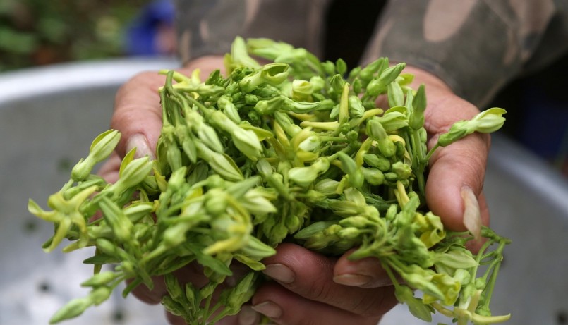 Theo Đông y, hoa thiên lý có vị ngọt có tác dụng bồi bổ, thanh nhiệt, giải độc...