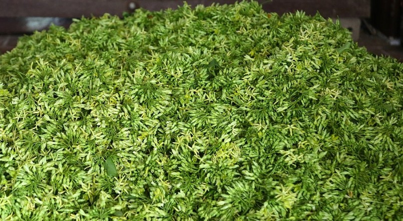 Mùa hè là cao điểm tiêu thụ hoa thiên lý để chế biến các món ăn giải nhiệt.