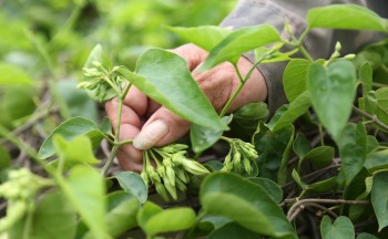 Loài hoa đẹp từ tên gọi lại cực thanh mát tuôn ra trĩu giàn hái về là thương lái mua hết ngay