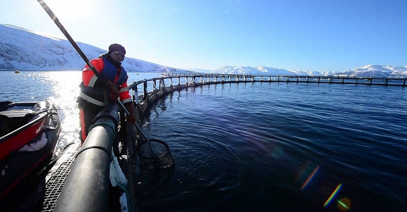 100% cá hồi giống được tiêm vaccine phòng bệnh trước khi thả ra lồng bè nuôi trên biển.