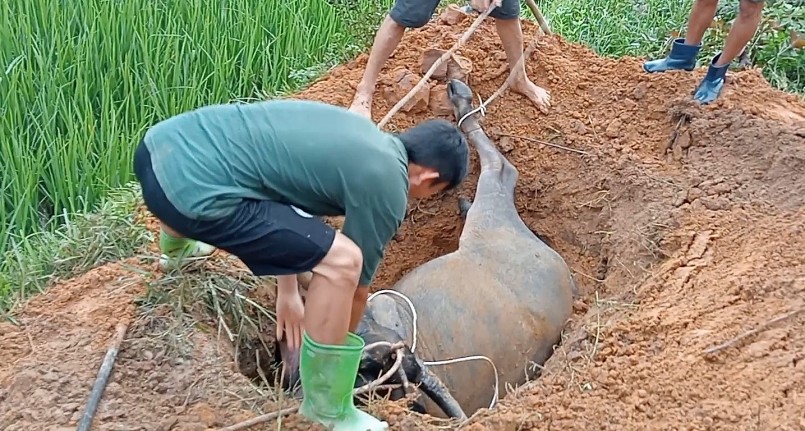 Người dân đem trâu chết đi chôn.