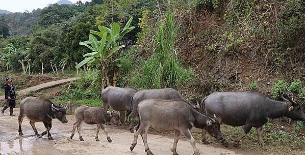 Người dân vùng cao vẫn duy trì lối chăn thả nên rất khó kiểm soát dịch bệnh đàn trâu.