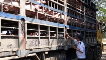 Xử lý nghiêm các trường hợp buôn bán, vận chuyển trái phép lợn qua biên giới