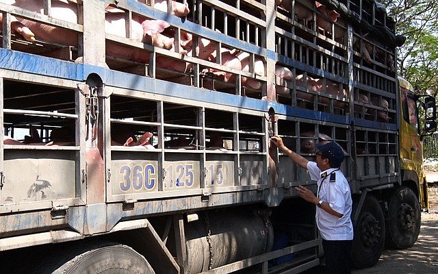 Xử lý nghiêm các trường hợp buôn bán, vận chuyển trái phép lợn qua biên giới