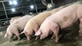 Giá heo hơi hôm nay 05/8: Chặn đứng heo lậu, phòng dịch khả quan giá heo miền Bắc tăng mạnh lên đỉnh mới