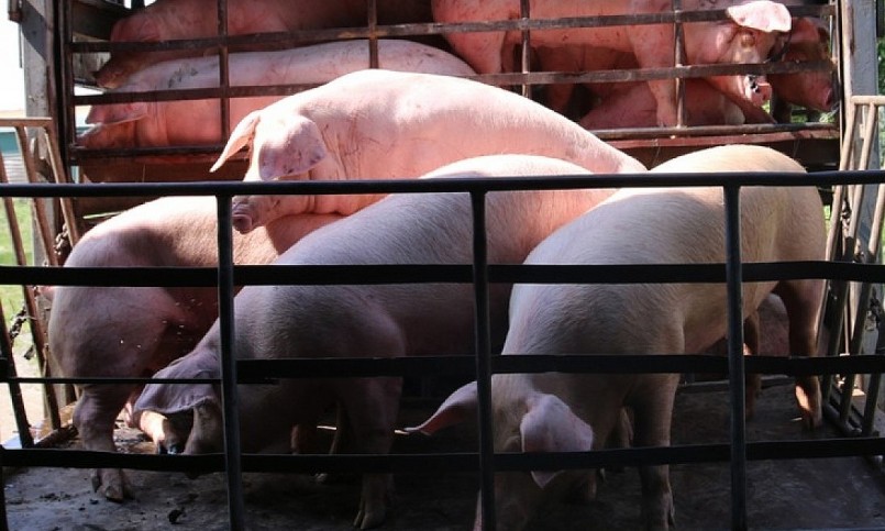 Giá heo hơi hôm nay (05/8) đà tăng đã trở lại nhờ kiểm soát được heo nhập lậu và chủ động phòng chống dịch.