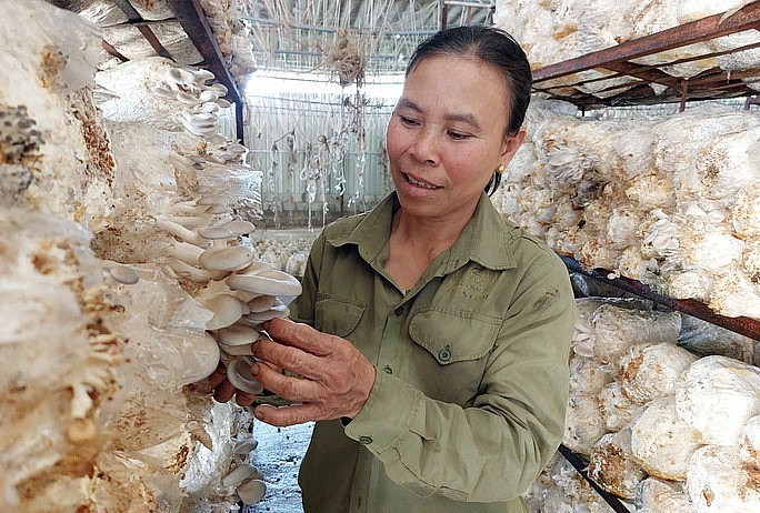 HTX Tuấn Linh với mô hình trồng nấm khép kín “Từ trang trại đến bàn ăn” HTX Tuấn Linh với mô hình trồng nấm khép kín “Từ trang trại đến bàn ăn”