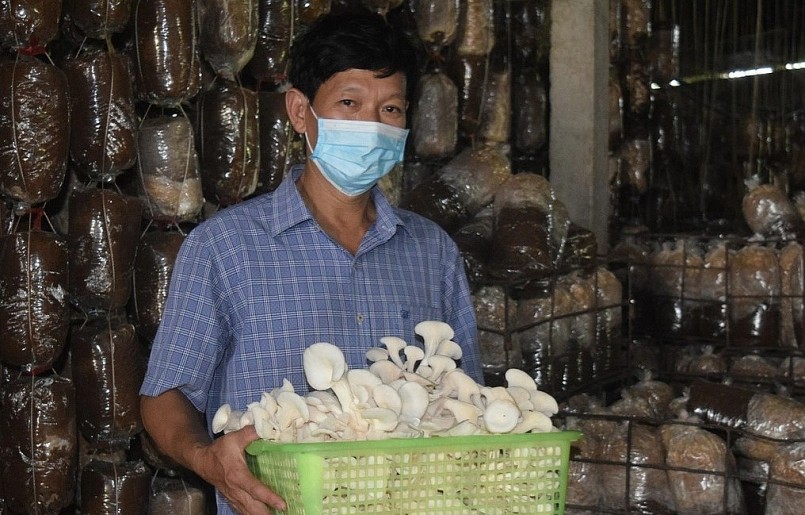 Ông Nguyễn Quốc Hương bên trại nấm của gia đình ở xã Sơn Lộc (huyện Bố Trạch, tỉnh Quảng Bình). Ông Nguyễn Quốc Hương bên trại nấm của gia đình ở xã Sơn Lộc (huyện Bố Trạch, tỉnh Quảng Bình).