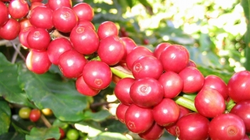 Giá nông sản hôm nay 05/8: Cà phê đồng loạt lao dốc thủng đáy 67.000 đồng/kg, hồ tiêu tiếp tục lên đỉnh mới