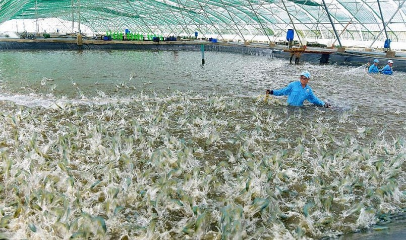 Nhiều  doanh nghiệp xuất khẩu tôm trong nước gặp khó ký kết hợp đồng, thậm chí gần như không có đơn đặt hàng.