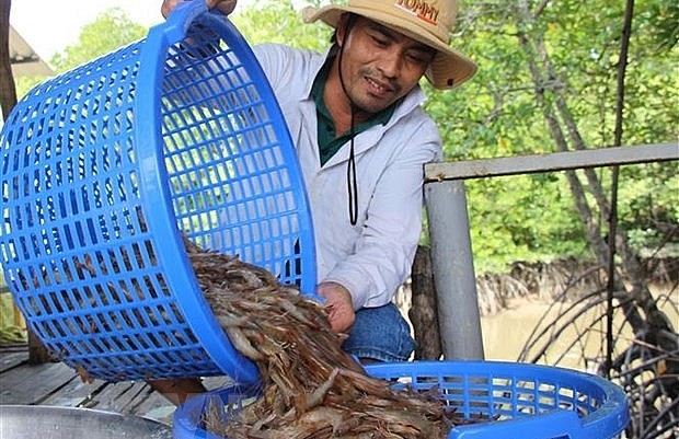 Người nuôi tôm ở Trà Vinh gặp khó khăn vì giá tôm giảm mạnh. 