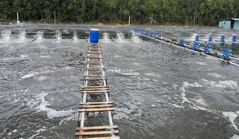 Hiện, các hộ nuôi tôm không chỉ gặp khó khăn do giá thấp thời gian dài mà còn bị thiệt hại do ảnh hưởng thời tiết bất lợi.