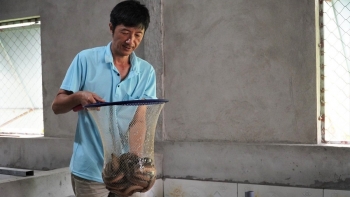 Kỹ sư xây dựng gặp biến cố ở tuổi 50 vực dậy từ trại lươn doanh thu nửa tỷ mỗi năm