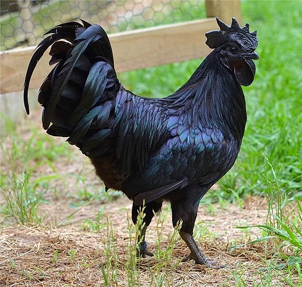 Gà Ayam Cemani đen từ xương đến nội tạng