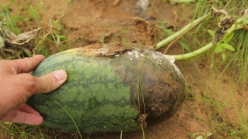 Mưa lũ nhấn chìm hàng chục héc ta dưa hấu thiệt hại gần 4 tỷ đồng, tỉnh Gia Lai khẩn trương hỗ trợ