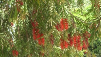 Người xưa dạy “mộ không trồng 3, nhà không trồng 4”, đó là những loại cây nào?