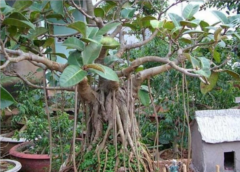 Người xưa dạy “mộ không trồng 3, nhà không trồng 4”, đó là những loại cây nào?