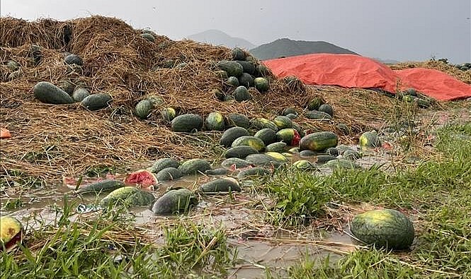 Nước mưa ngập lênh láng khắp ruộng dưa hấu. người dân trở tay không kịp.