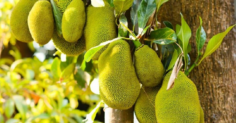 Người xưa dạy “mộ không trồng 3, nhà không trồng 4”, đó là những loại cây nào?